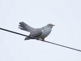 Often seen perching