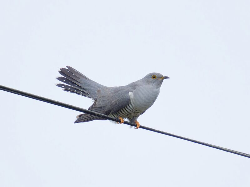 File:Cuckoo 7.jpg