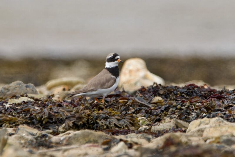 File:Ringed Plover-2.jpg