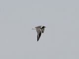 Flight Shot, summer plumage.