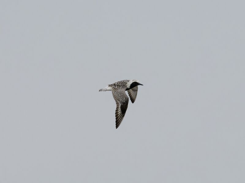 File:Grey plover.jpg