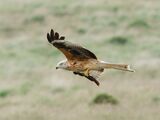 Flight Shot