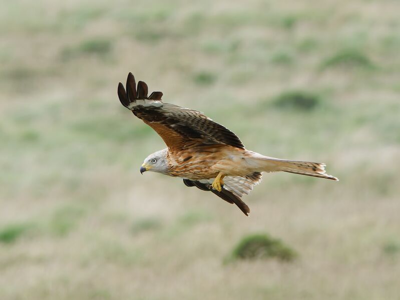 File:Red-kite-2.jpg