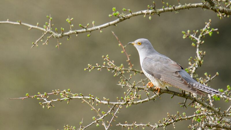 File:Cuckoo 4.jpg