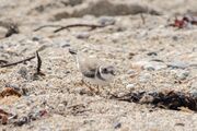 Juvenile at Marazion