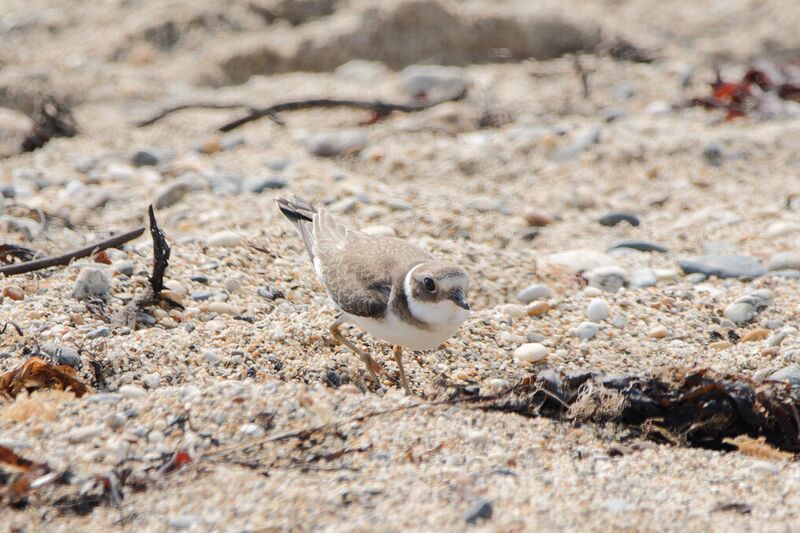 File:Ring plover 1.jpg