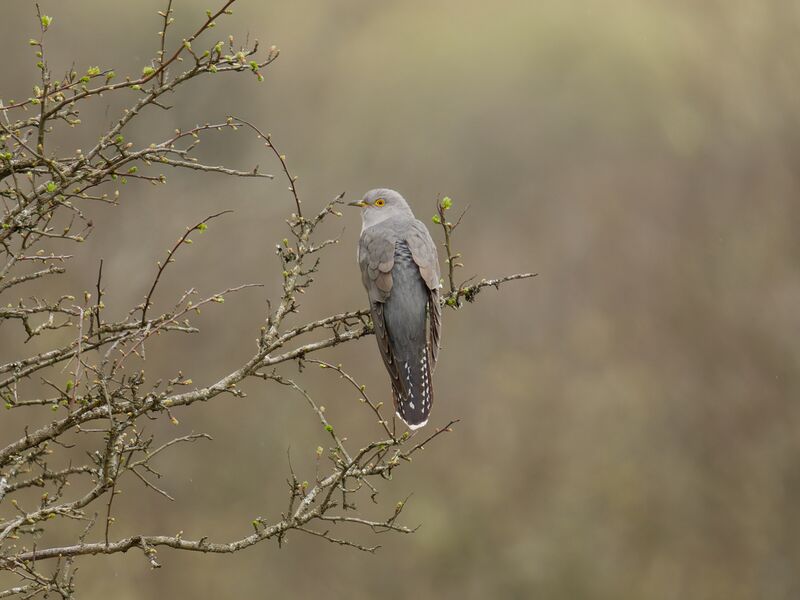 File:Cuckoo 5.jpg