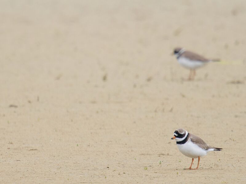 File:Ringed plover 2.jpg