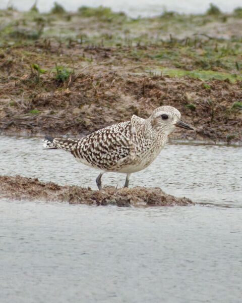 File:Grey Plover 2.jpg