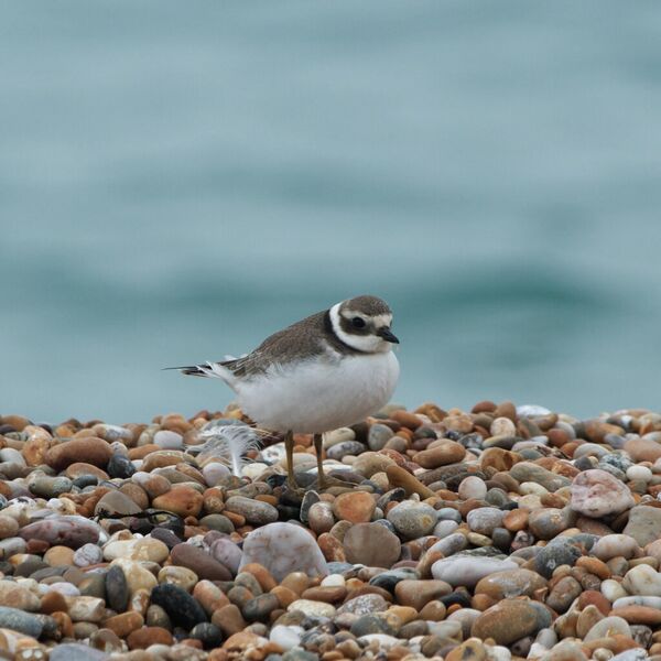 File:Ringed Plover.jpg