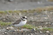 Juvenile at Davidstow Airfield