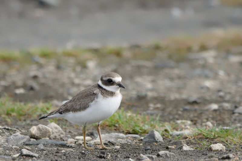 File:Ring plover 2.jpg