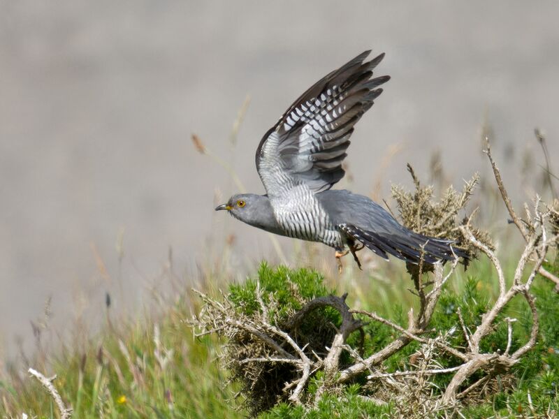 File:Cuckoo 2.jpg