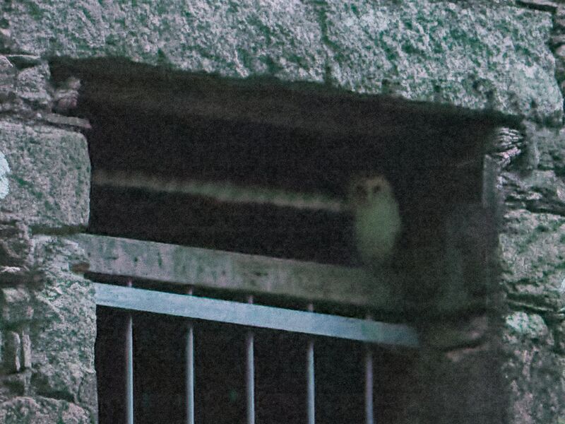 File:Barn owl 2.jpg