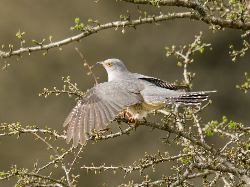 File:Cuckoo 6.jpg