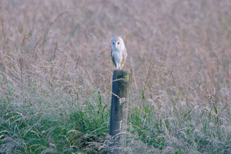 File:Barn Owl 3.jpg