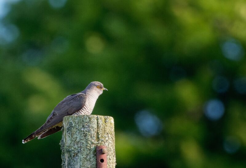 File:Cuckoo.jpg