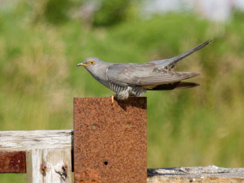 File:Cuckoo 3.jpg