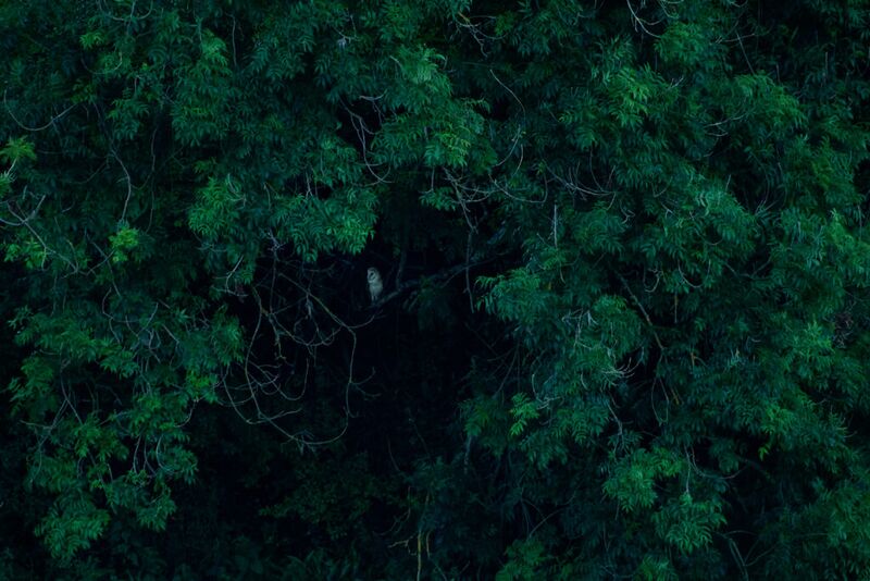 File:Barn Owl.jpg