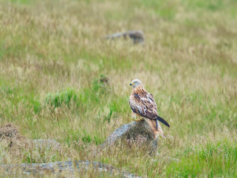 File:Red-kite-1.jpg
